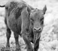 _IGP6776 bw calf